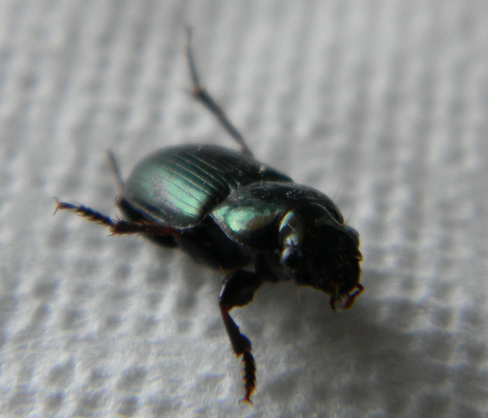 Harpalus distinguendus